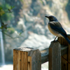 The same bird, now showing off the view on the McWay Waterfall.  
