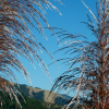 Vegetal fireworks