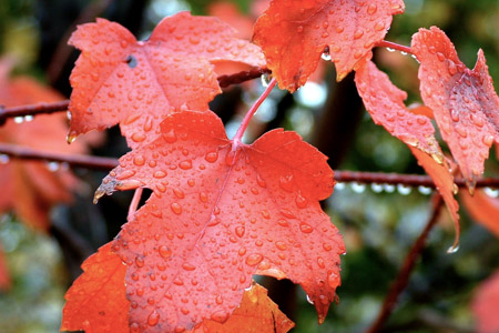 After the rain