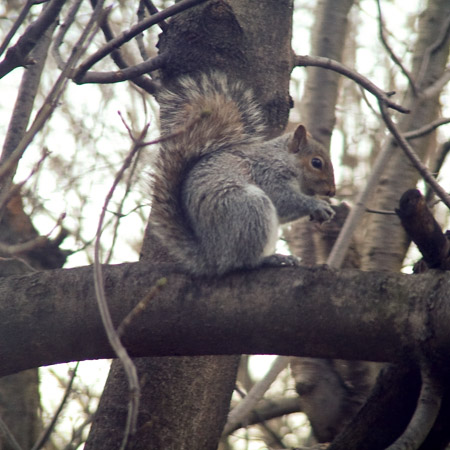 Squirrel