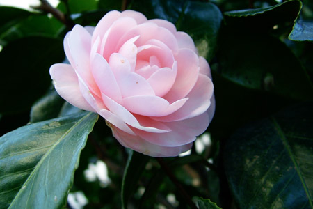 Camellia Japonica