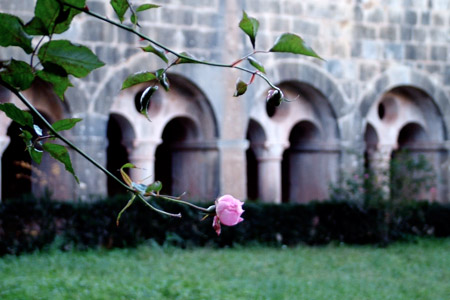 Rose & arcades