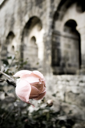 Rose & arcades