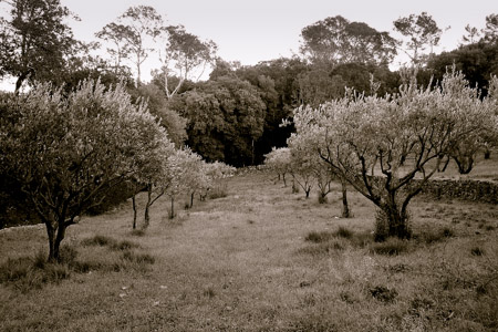 Olive trees