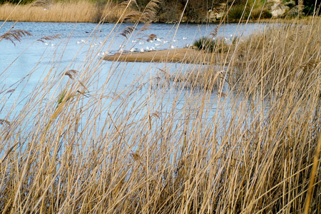 Reed