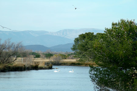 Gulls & swans