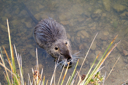 Coypu