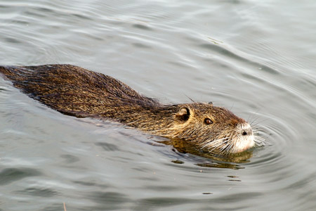 Coypu