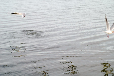 Gulls & ripples