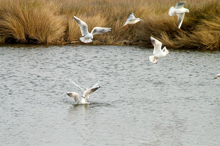 Gulls