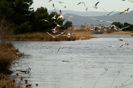 A swarm of gulls