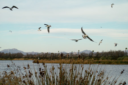 More gulls