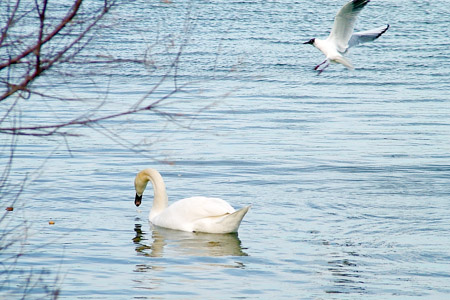 Swan & gull