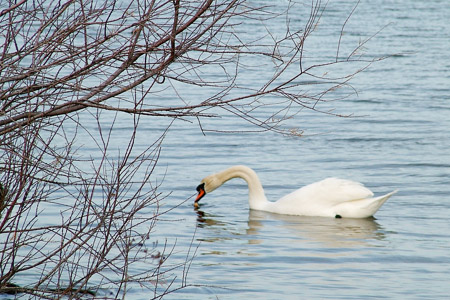 Swan