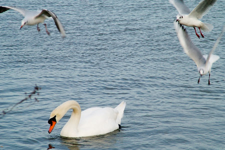 Swan & gulls