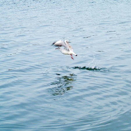 Gull & ripples
