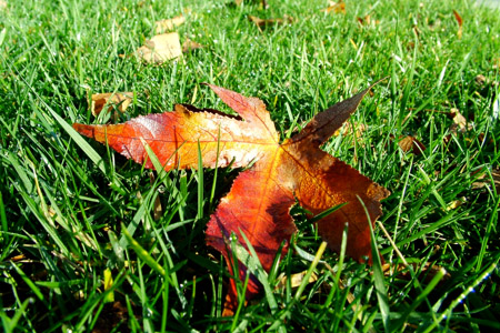 Orange and green