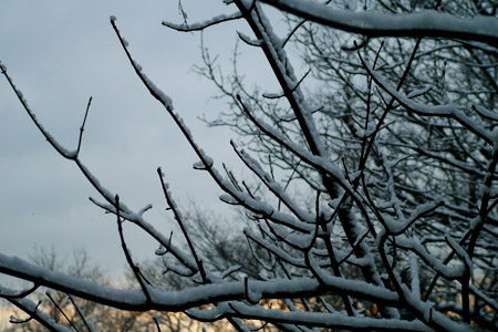 Fresh snow