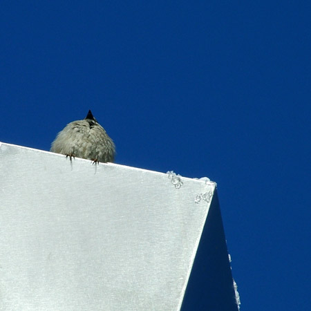 Peep peep