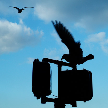 Gull landing