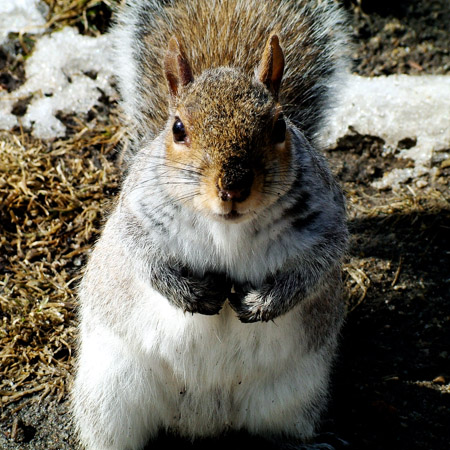 Friendly squirrel