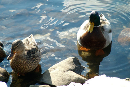 Ducks