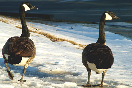 Geese