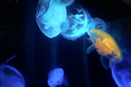 Jellyfish
