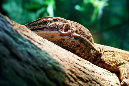Iguana