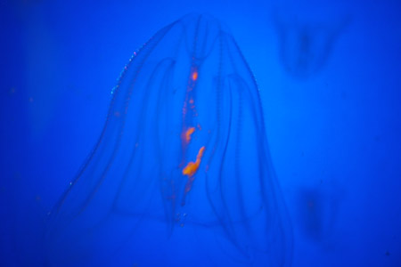 Bell jelly
