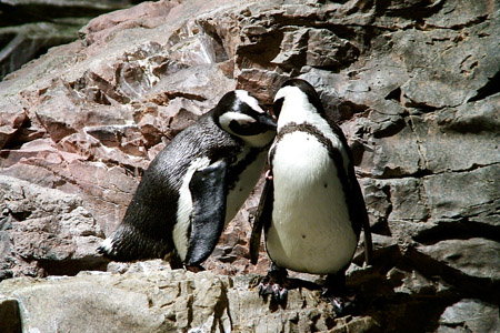 Smooch