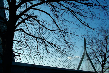 Tree & Zakim bridge