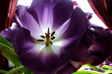 Tulips