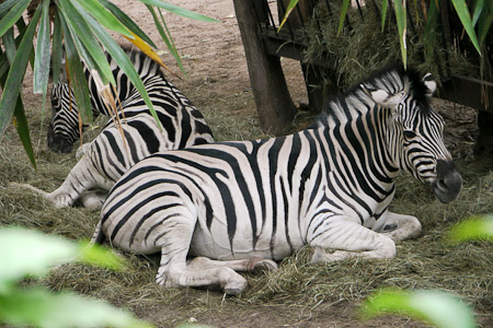 Zebra
