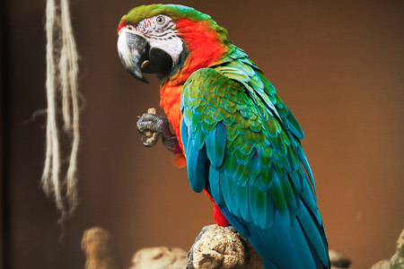 Macaw