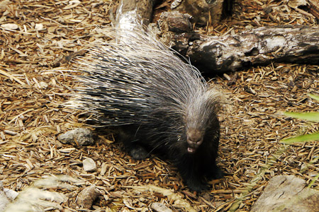 Porcupine