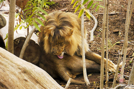 Lion