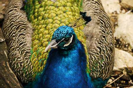 Blue peafowl