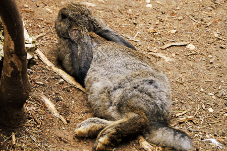 Flemish giant