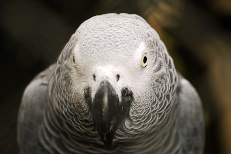 African grey parrot