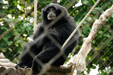Siamang