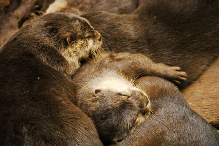 Otters