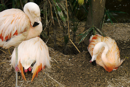Flamingos