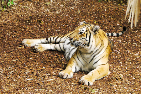 Tiger