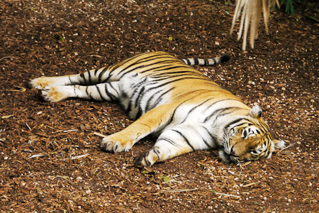 Tiger