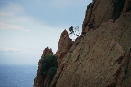 Cliffhanger trees