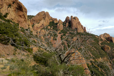 Wide tree
