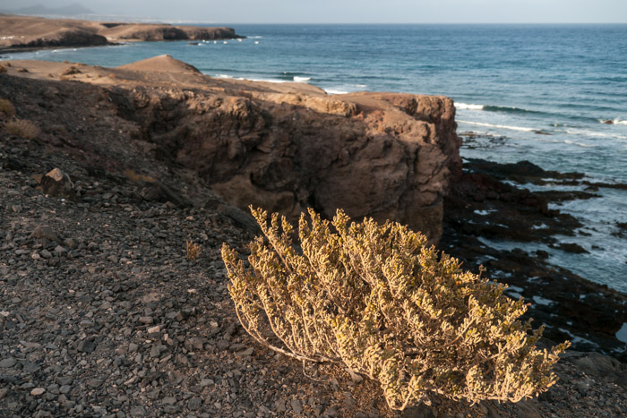 Bush & cliff