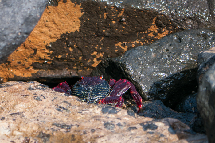 Crab