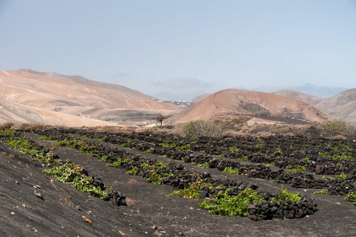 Vineyard & volcanoes